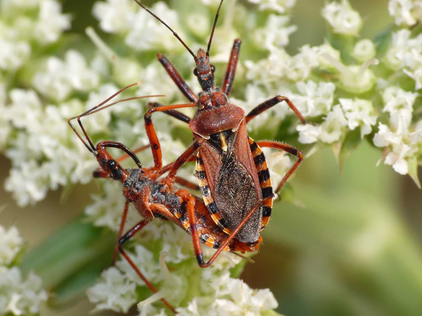 Rhynocoris erythropus (Accoppiamento) - Reduviidae